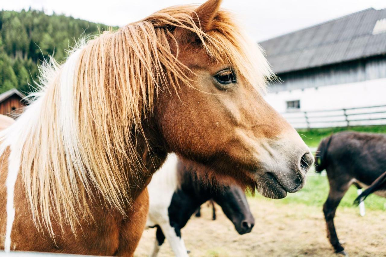 Bauernhof Gut Neusess *